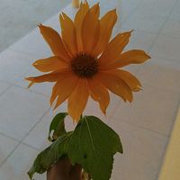 sueli.pereira.lim4