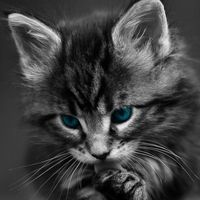 catlove181818