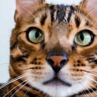 oakleythebengal