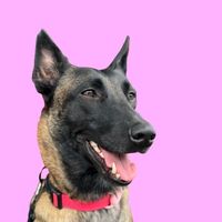 rockstar_malinois