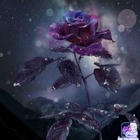 lina52354
