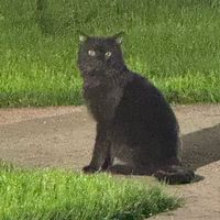 sound credits to .04_kitty