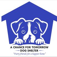 chancefortommpetshelter