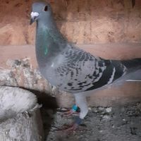 chitoranu1
