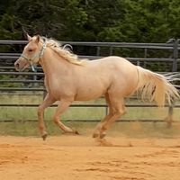 rare horses