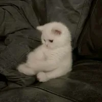 original sound - mike.angels