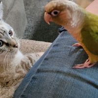 gabrieltheconureparrot