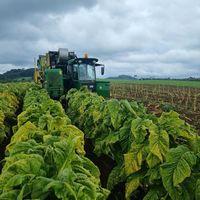 colheitamecanizada2025