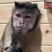monkeyrris