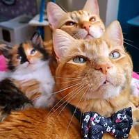 original sound - tommyelgatomono