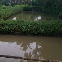 suara asli - ayi rustandi