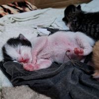 nos.gatitos