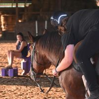 se_equine
