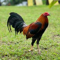 goldenboy_gamefarm