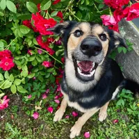 original sound - masyaii3