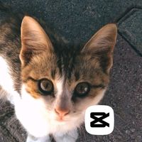 original sound - PROIAM TEMPLATE