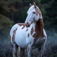 amo_cavalo.0