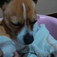manzanitachihuahua