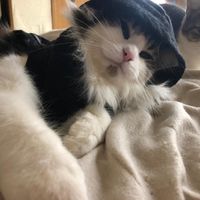 writes_with_cats