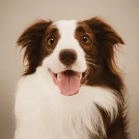 original sound - lenuthebordercollie