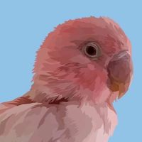 pacothepinkbird
