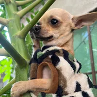 original sound - el.tio.mickey