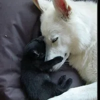 original sound - maririos18