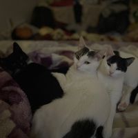 coco.betto.luna