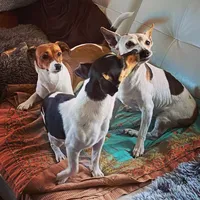 original sound - jackrusselontour