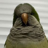 kiwithequakerr
