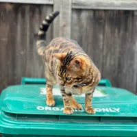 original sound - svs_saul_78