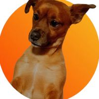 lovedogcaramelo