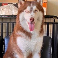 tokyo.the.good.boy