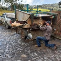 gil_casqueamento_bovino