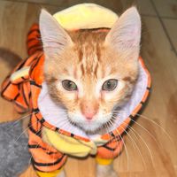 soytigger08