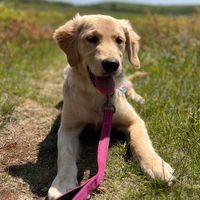 zeldathegoldengirl