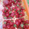 vanea58277618657