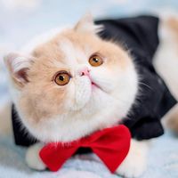 sweetpettt
