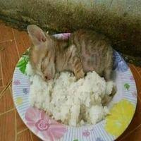 ripe.stew