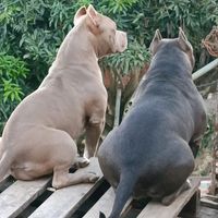 mia_bulls16