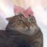 The author of the journals