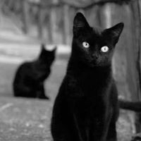 luna_iludida