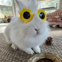honeybunnyadventure