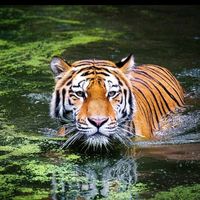 nature...wildlife