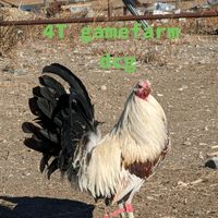 4t.gamefarm