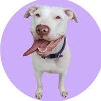 original sound - soypollypitbull