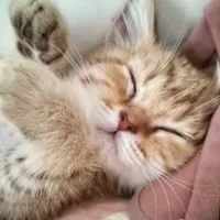 original sound - peace.note3