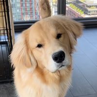 golden_boy_charlie