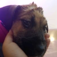 ilovepuppys958