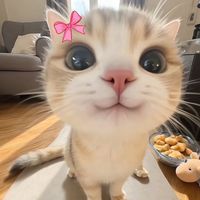 moutitacutie